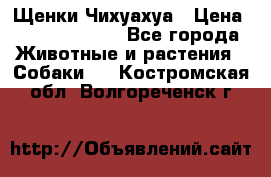 Щенки Чихуахуа › Цена ­ 12000-15000 - Все города Животные и растения » Собаки   . Костромская обл.,Волгореченск г.